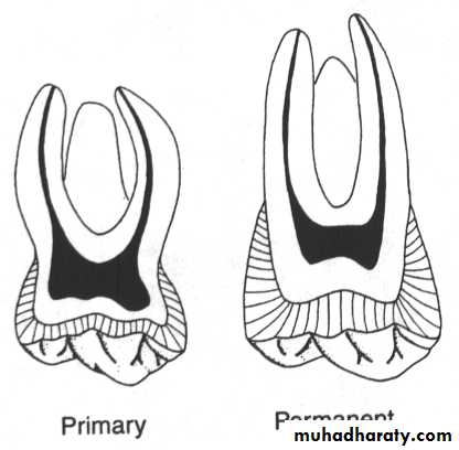 Morphology of Deciduous teeth