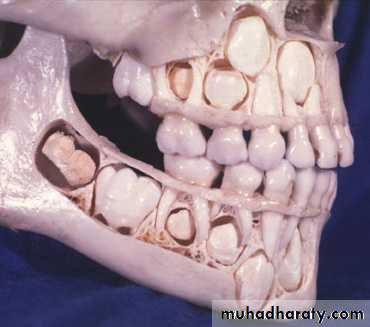 Morphology of Deciduous teeth