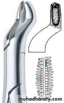 Morphology of Deciduous teeth
