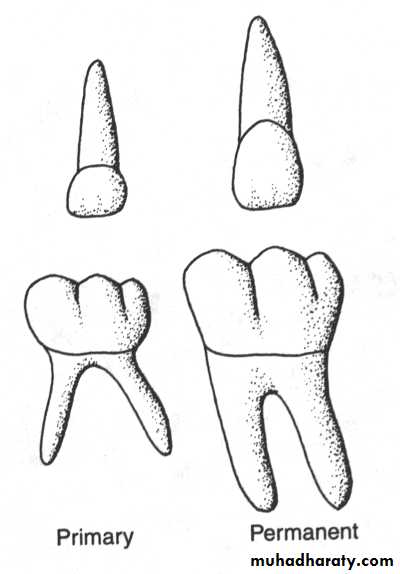 Morphology of Deciduous teeth