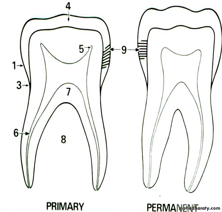 Morphology of Deciduous teeth