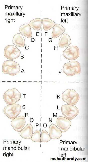 Morphology of Deciduous teeth