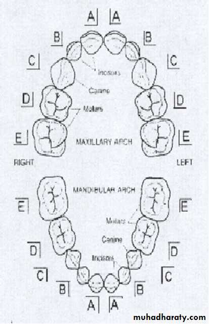 Morphology of Deciduous teeth