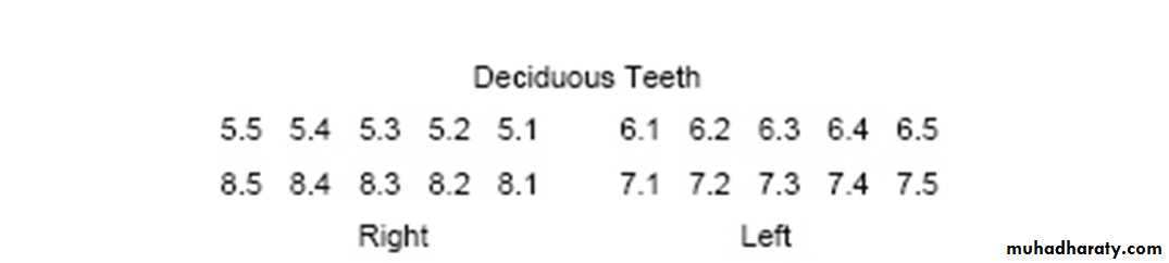 Morphology of Deciduous teeth