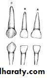 Morphology of Deciduous teeth