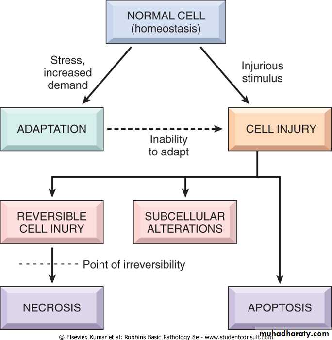 Cell Injury