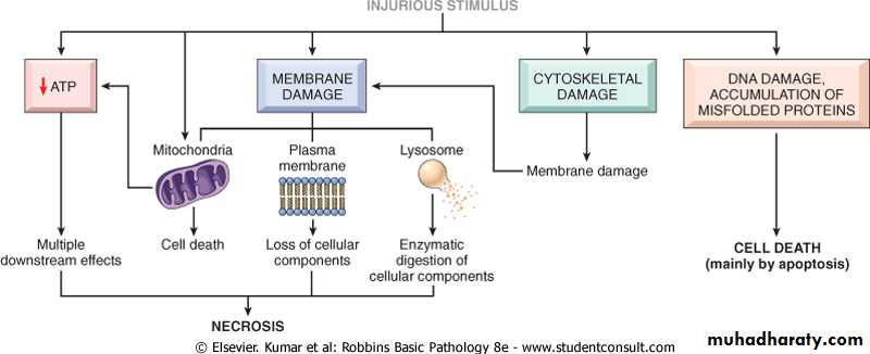 Cell Injury