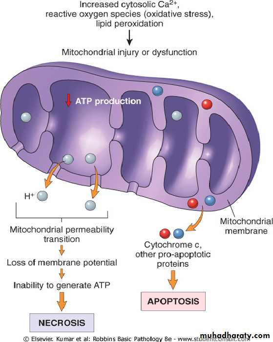Cell Injury
