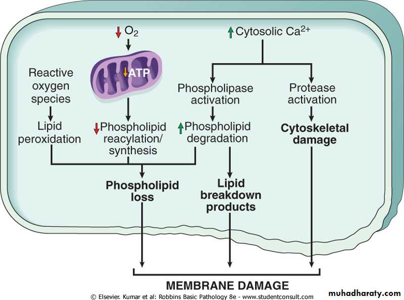 Cell Injury