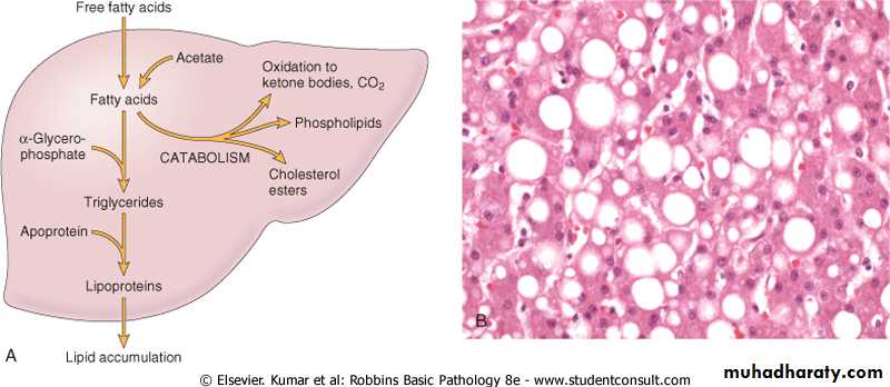 Cell Injury