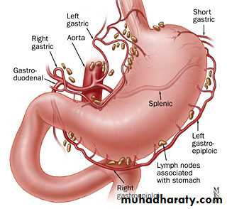 Stomach