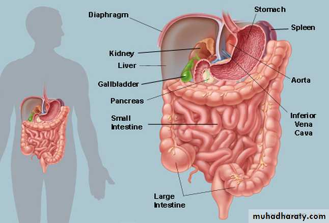 Stomach