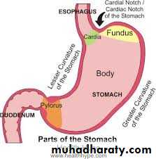 Stomach
