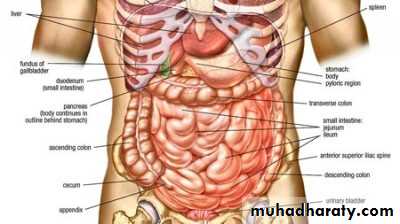 Stomach
