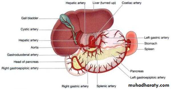 Stomach