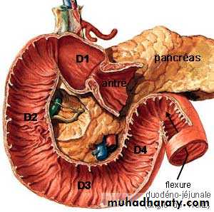 Stomach