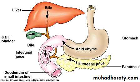 Stomach
