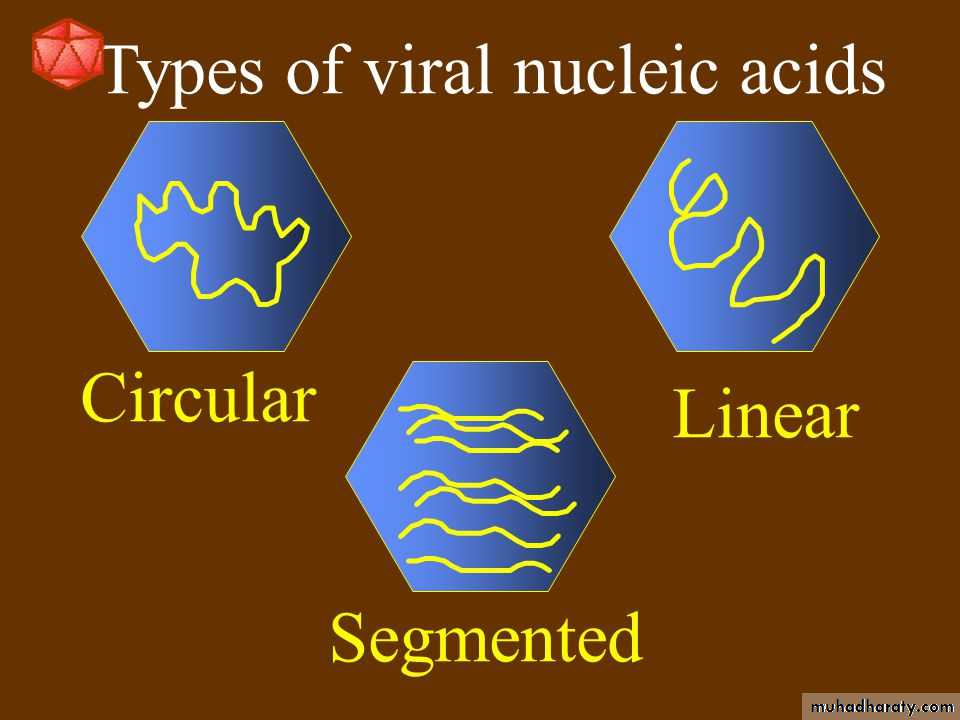 Nomenclature of viruses