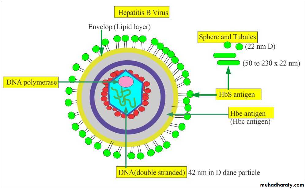Nomenclature of viruses