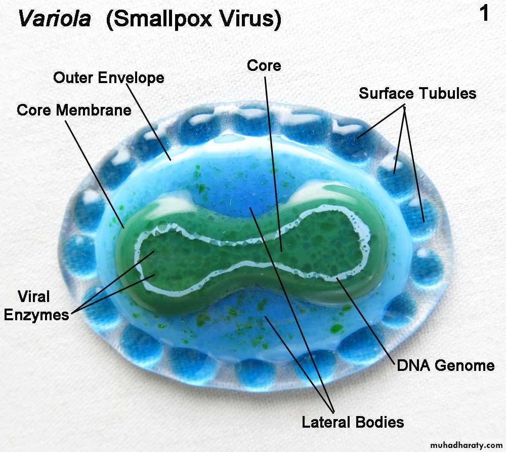 Nomenclature of viruses