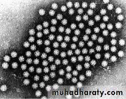 Nomenclature of viruses