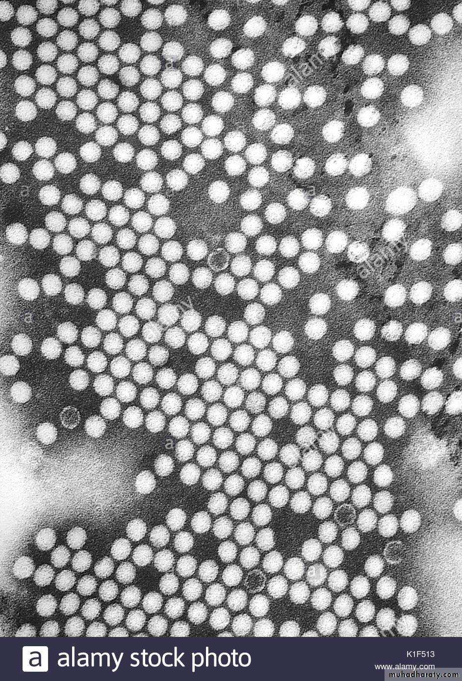 Nomenclature of viruses