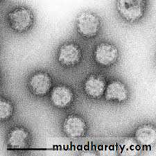 Nomenclature of viruses