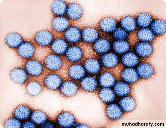 Nomenclature of viruses