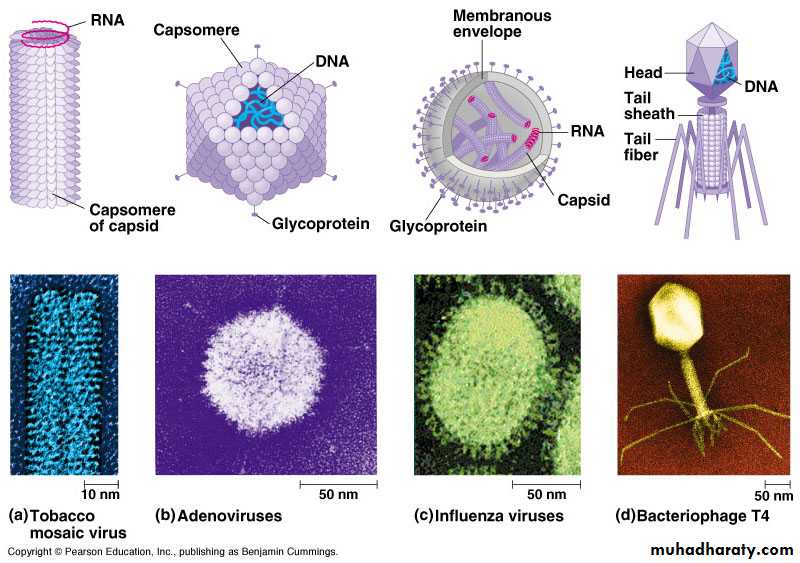 Nomenclature of viruses