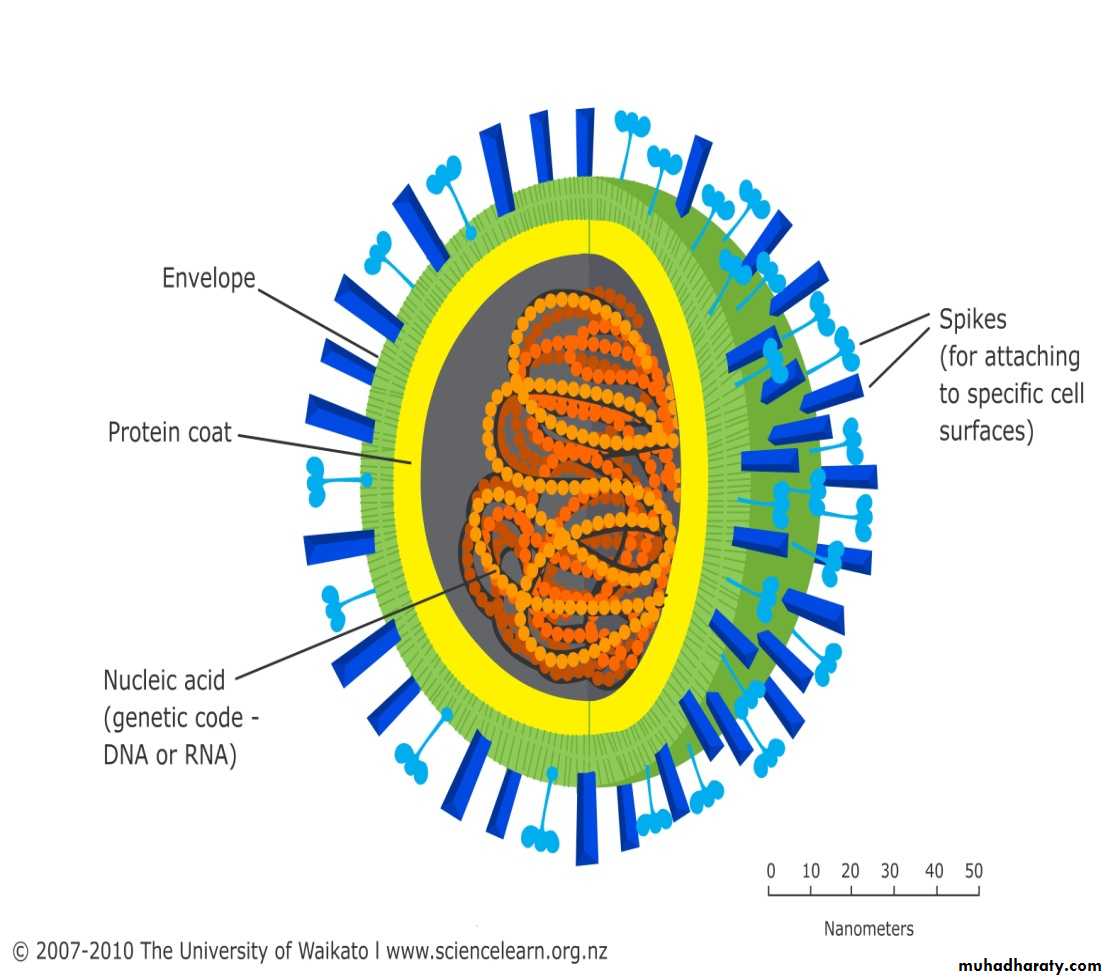 Nomenclature of viruses