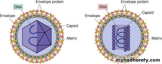 Nomenclature of viruses