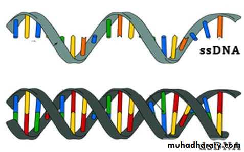Nomenclature of viruses