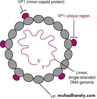 Nomenclature of viruses