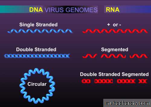Nomenclature of viruses