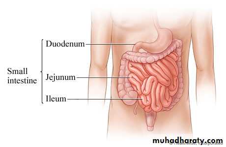 Small and Large Bowel