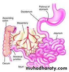 Small and Large Bowel