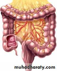 Small and Large Bowel