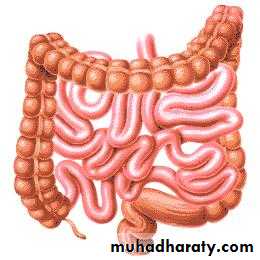 Small and Large Bowel