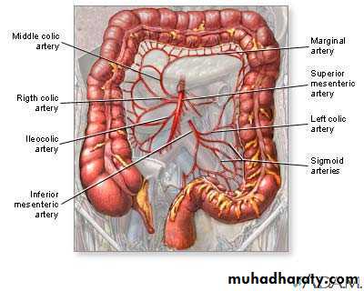 Small and Large Bowel