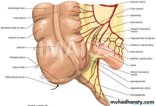 Small and Large Bowel