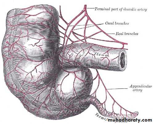 Small and Large Bowel