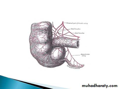 Small and Large Bowel