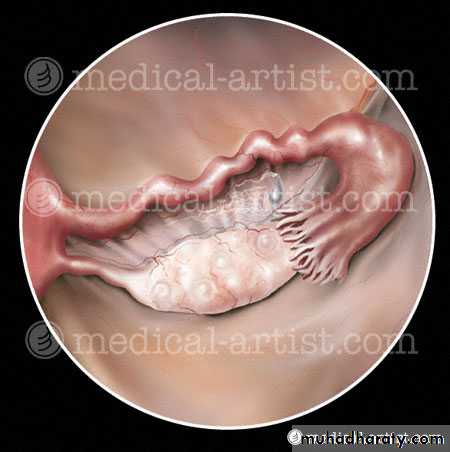 Anatomy of Female Genital Tract
