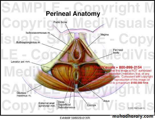 Anatomy of Female Genital Tract