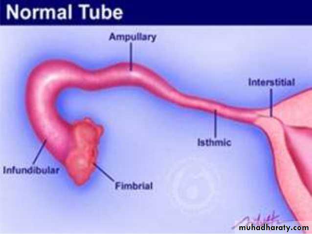 Anatomy of Female Genital Tract