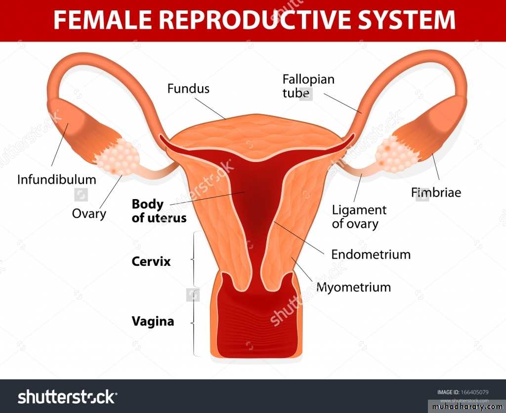 Anatomy of Female Genital Tract