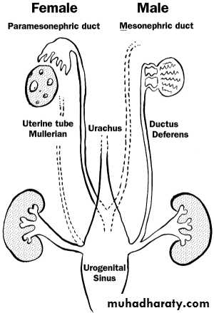 Anatomy of Female Genital Tract