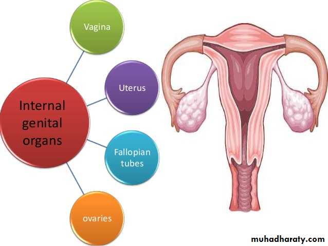 Anatomy of Female Genital Tract