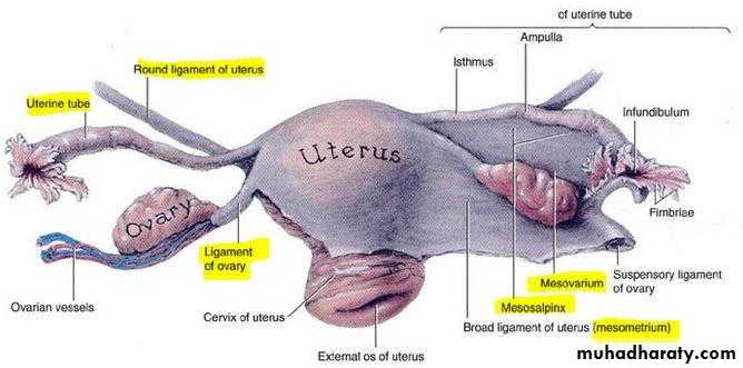Anatomy of Female Genital Tract