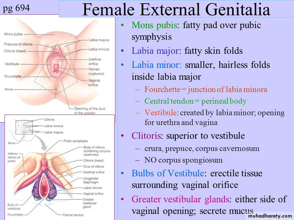 Anatomy of Female Genital Tract